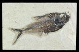 6.2" Fossil Fish (Diplomystus) - Green River Formation - #129562-1